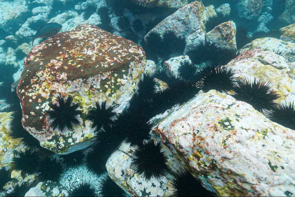 Australia Pays Indigenous Fishermen to Protect Waters