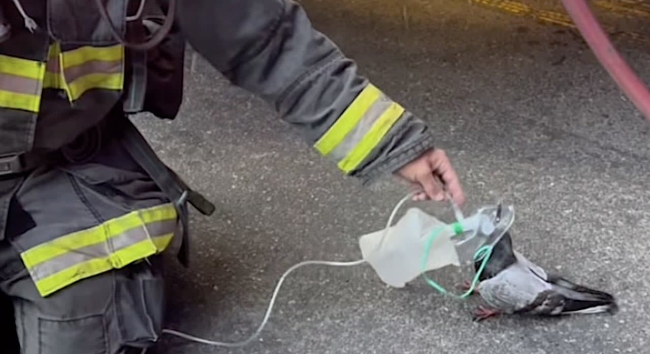 Firefighters Give Singed Pigeon a Breath of Fresh Air