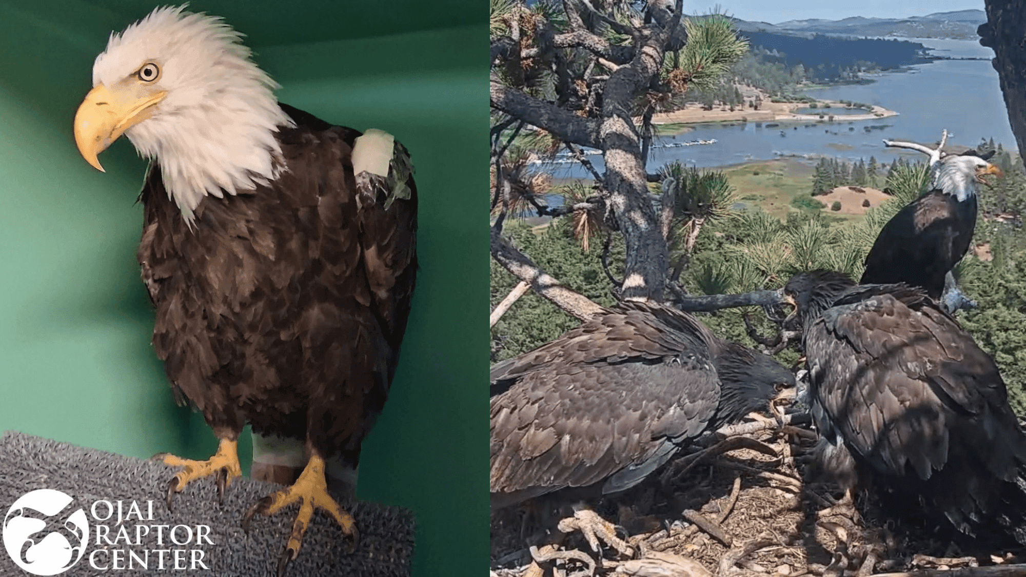Eagle Jackie Takes Flight Toward Recovery
