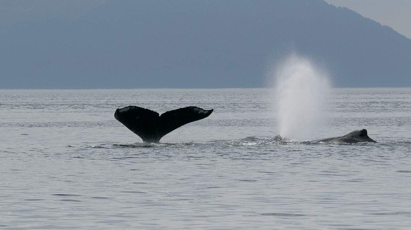 Tech Gives Gray Whales a Fighting Chance