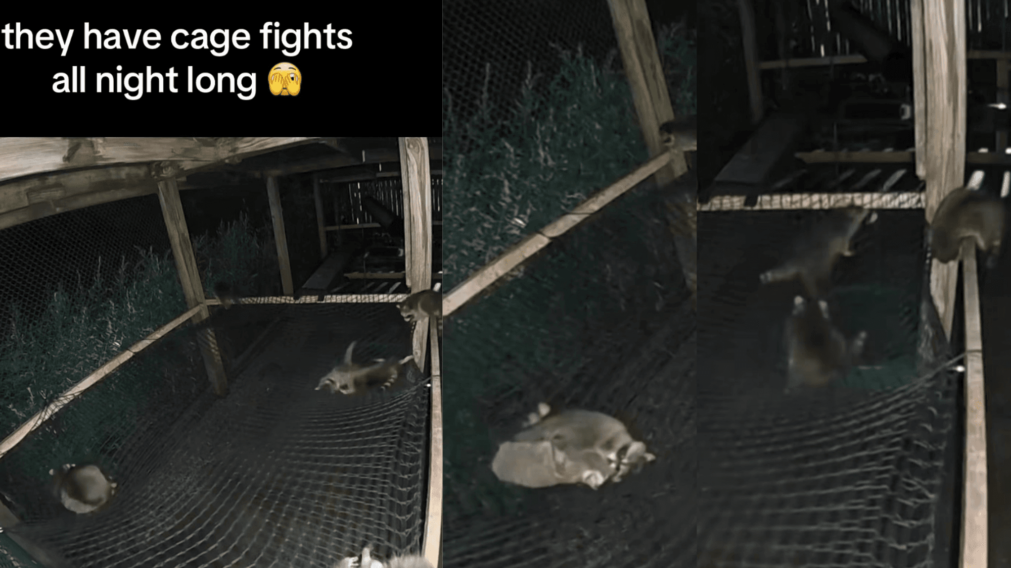Baby raccoons wrestle and play their way to health