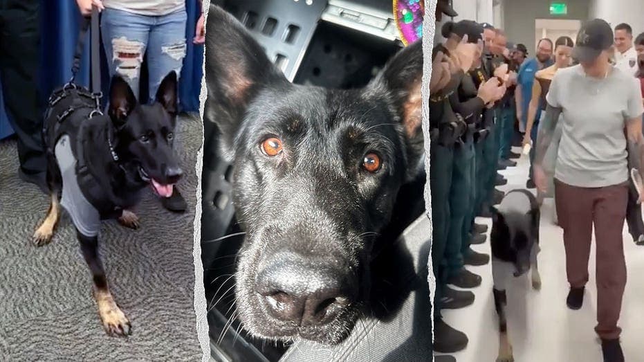 K-9 Ace Returns Home, Hero Status Intact