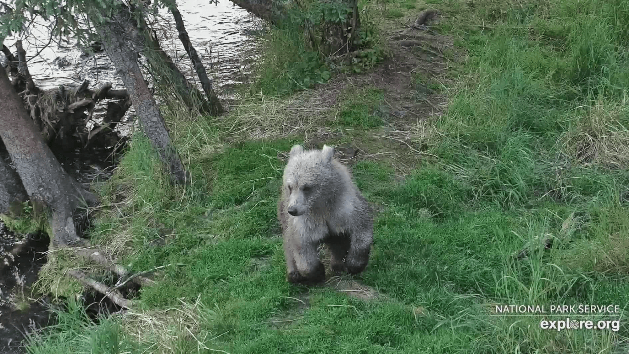 Young Bear Learns the Hard Way About Porcupines