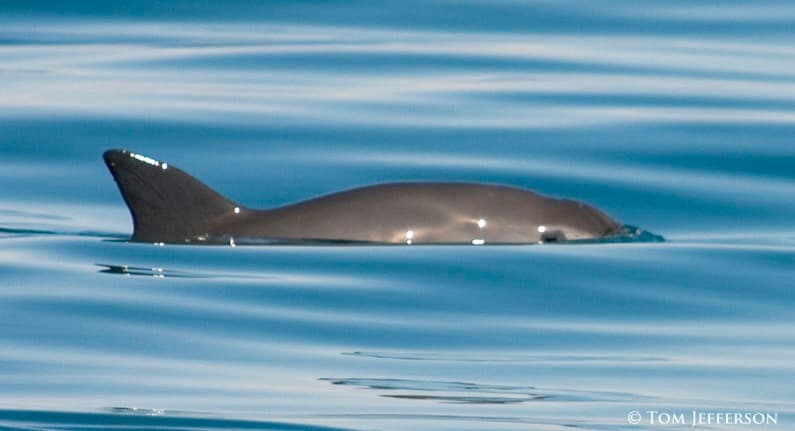 Vaquita porpoise preserved through digital innovation