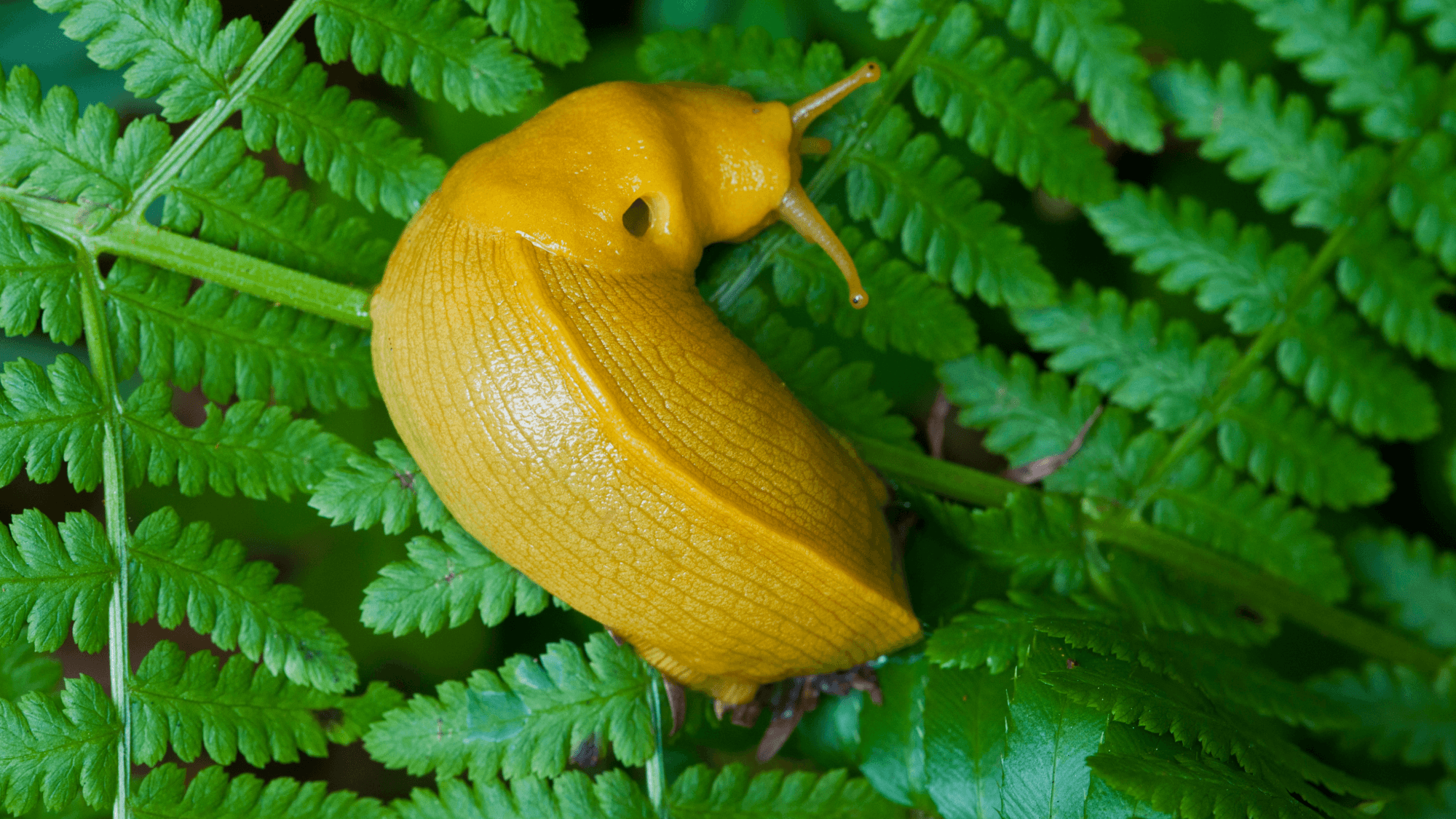 Meet the Banana Slug: Nature's Tiny, Soothing Recycler
