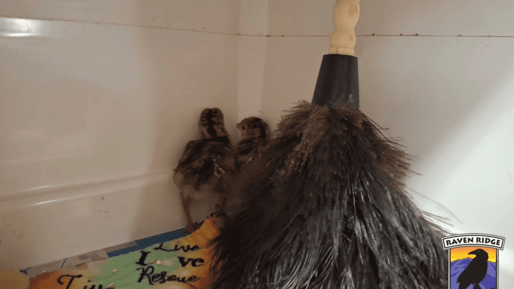 Orphaned Turkeys Find Comfort in Feather Duster 'Mom