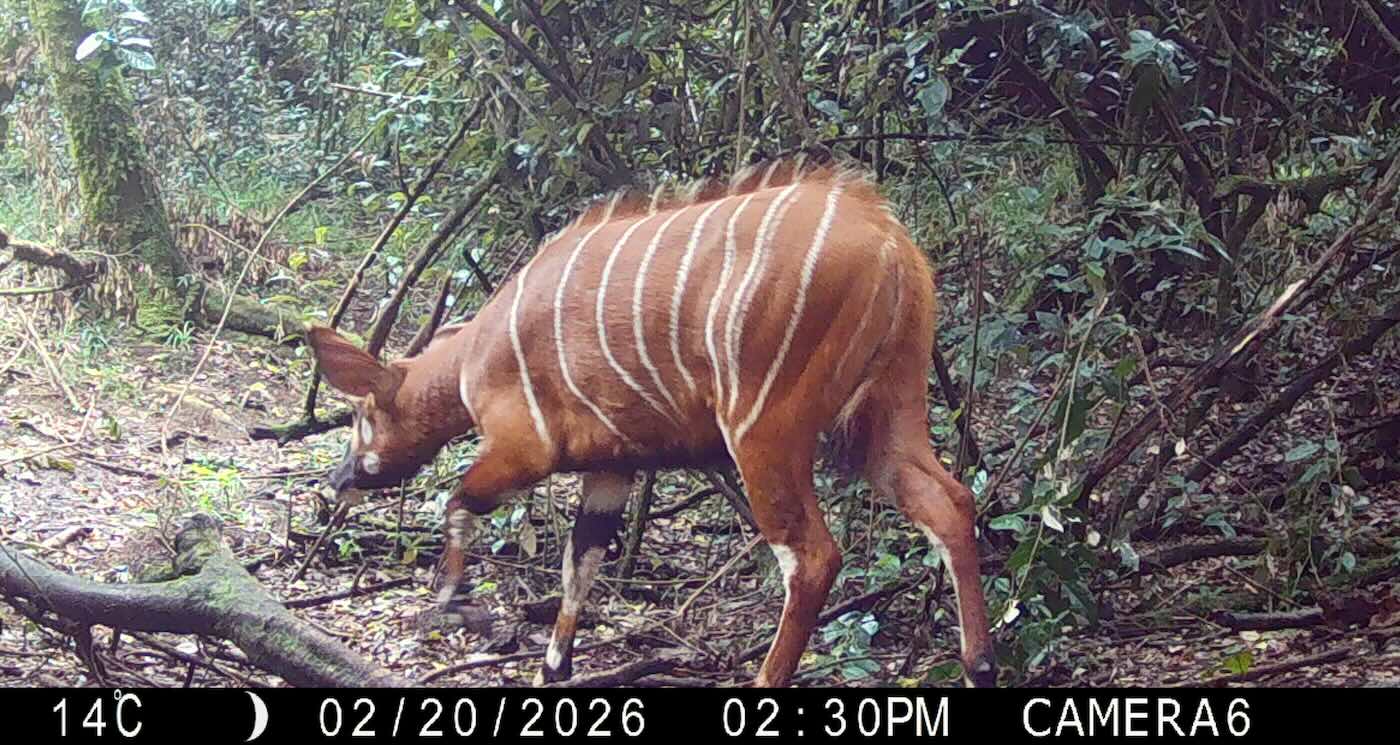 Rare Bongos Reappear in Their Historic Home