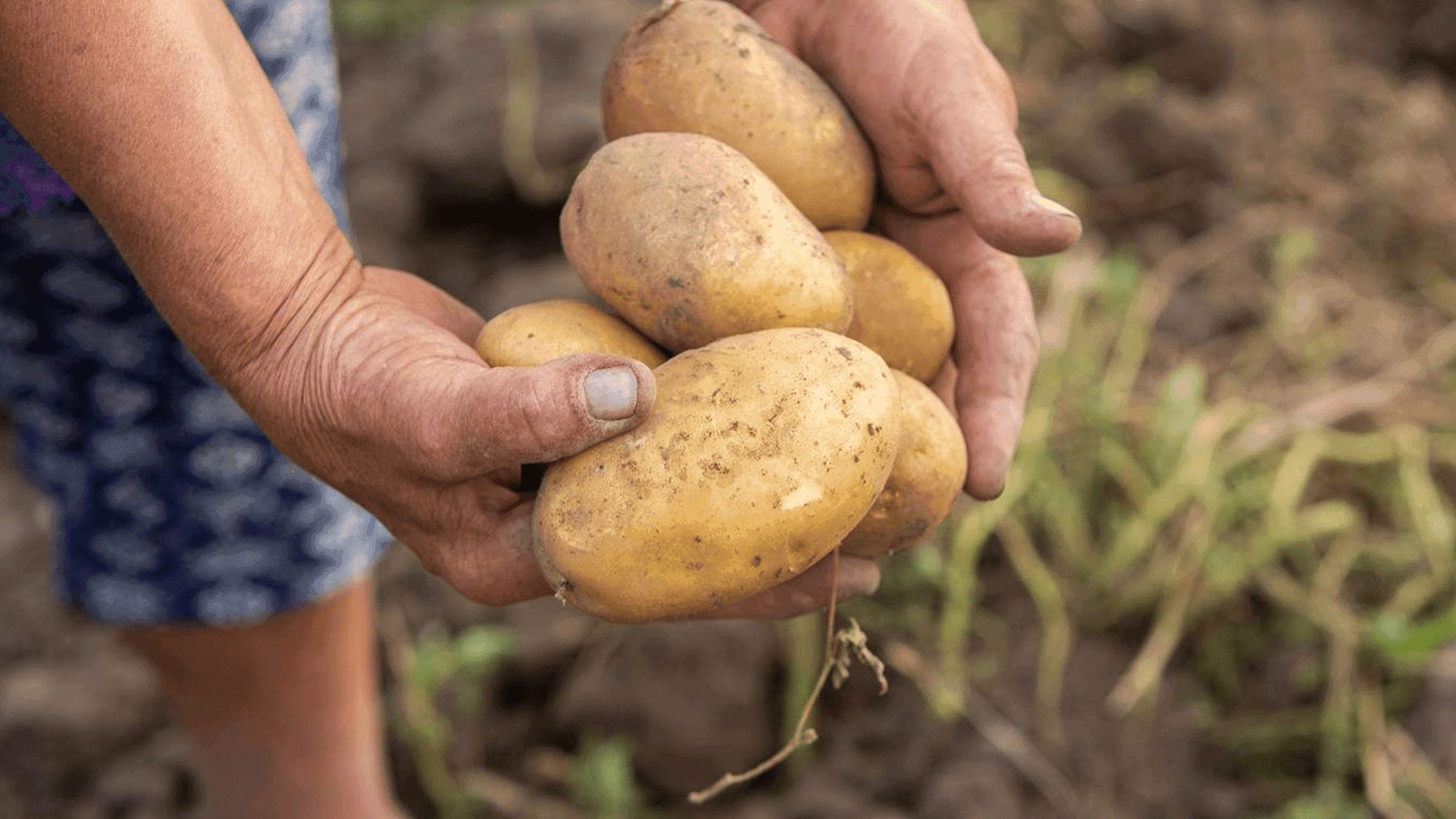 Potatoes Rewired Indigenous Andean Genetics Forever