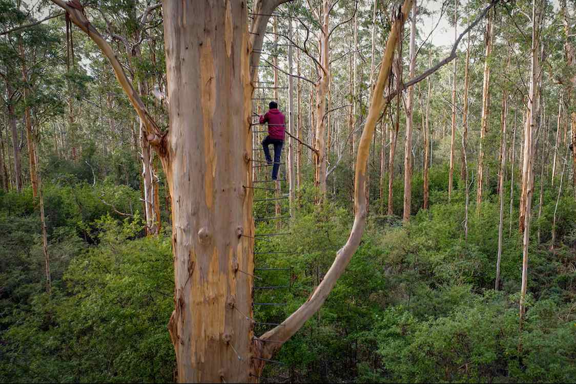 Iconic Gloucester Tree Welcomes Climbers Home After Three Years