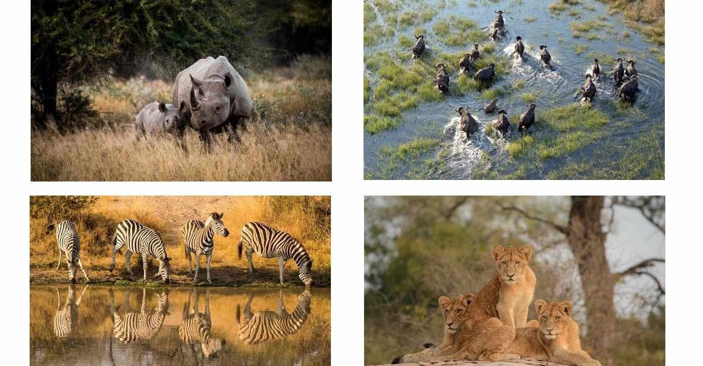 Kruger Park Marks 100 Years Protecting Africa's Wildlife Legacy
