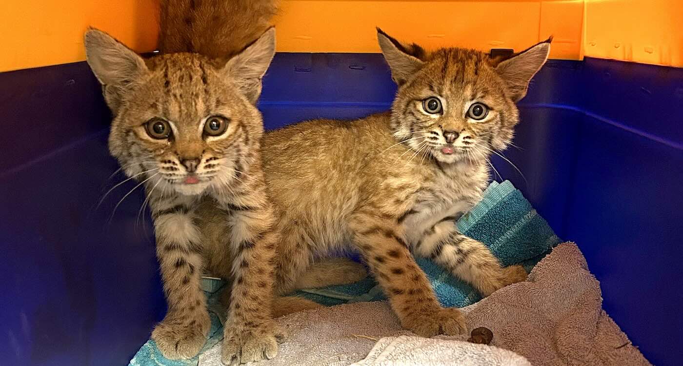 Four Bobkittens Get Second Chance Together in Rehab