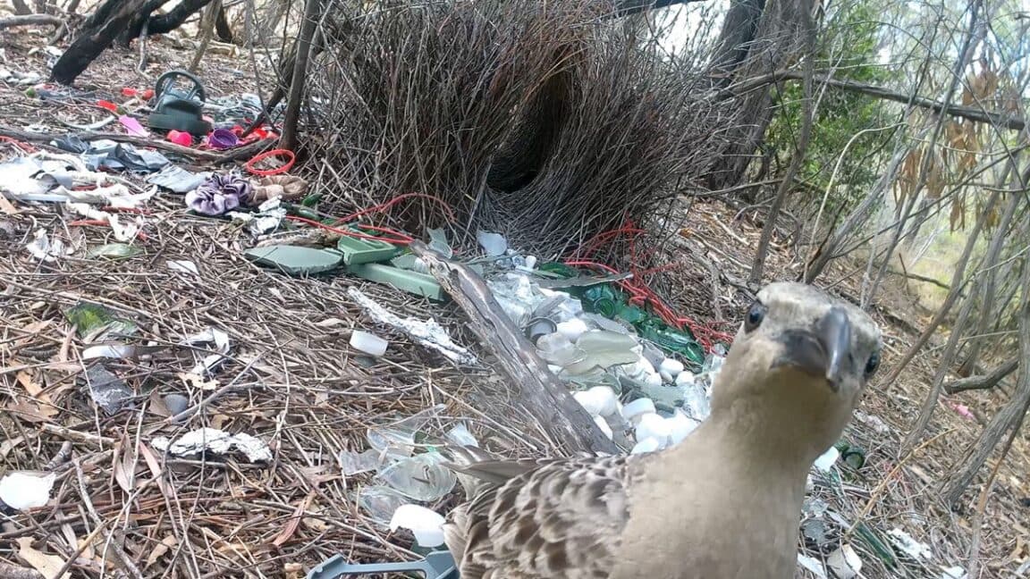 Bowerbirds go glam: Human trash beats nature in attraction game