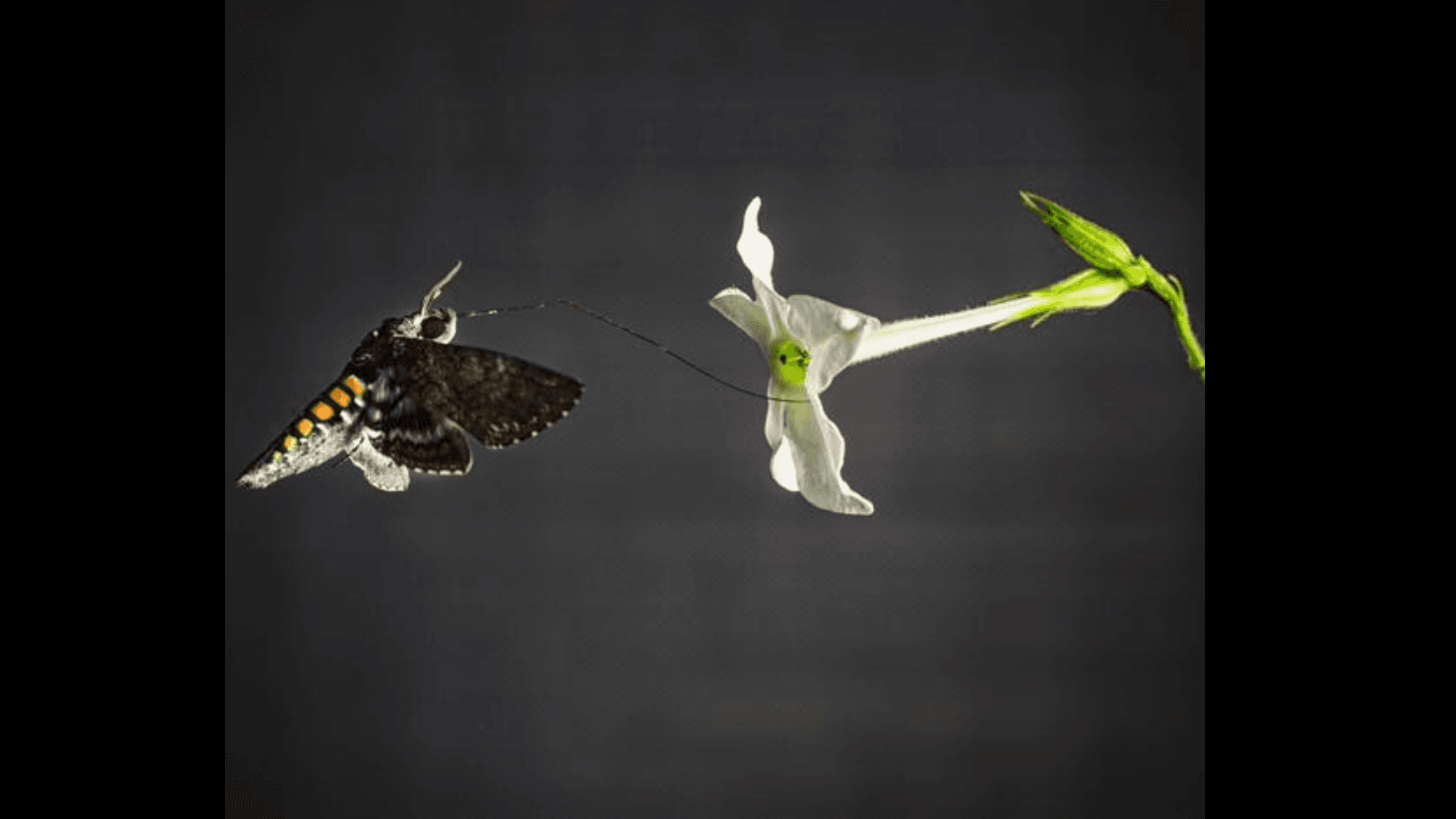 Moths' Fuzzy Wings Unlock Ancient Smell Superpowers