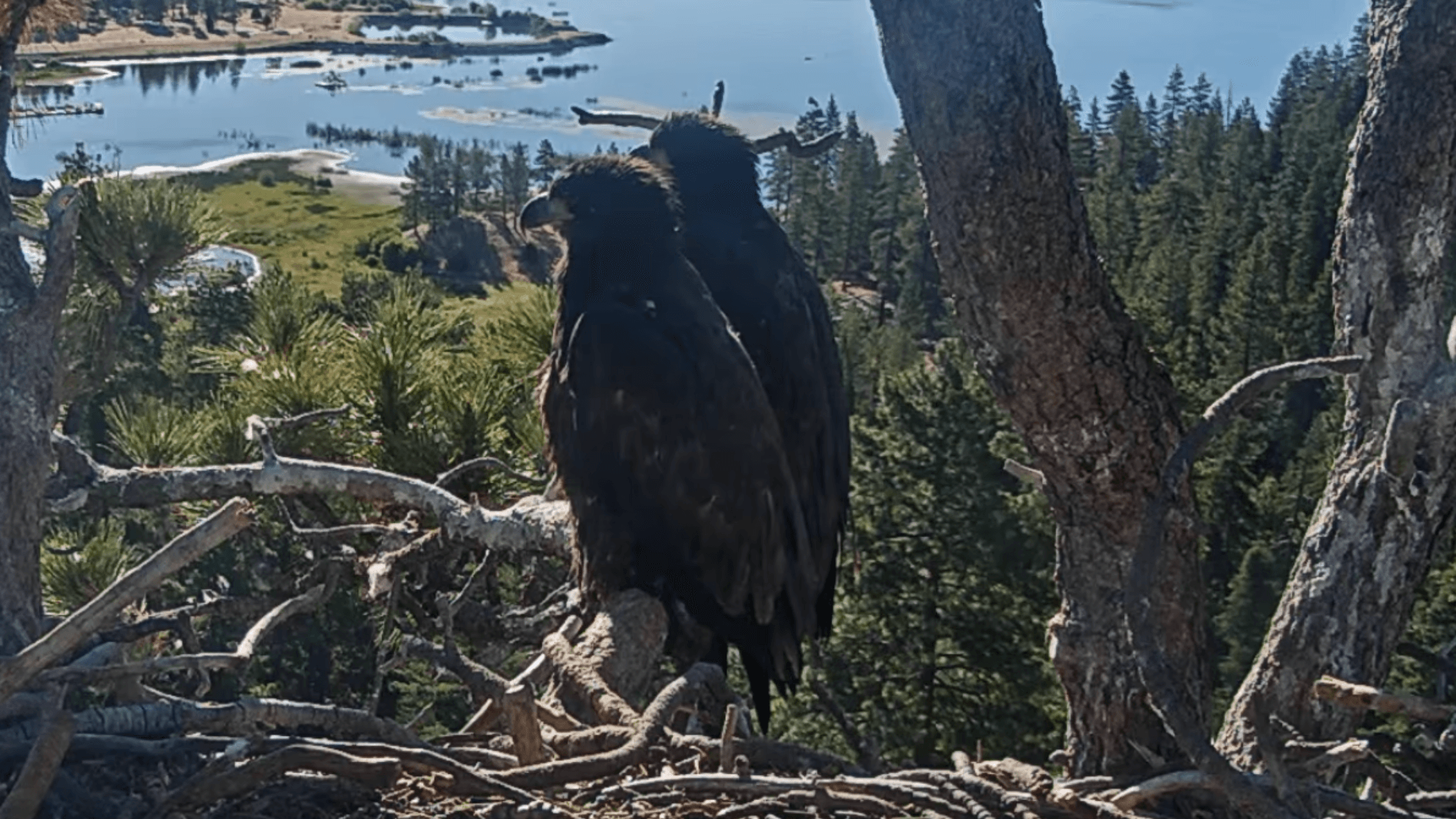Parent eagles return home after teaching fledglings to fly