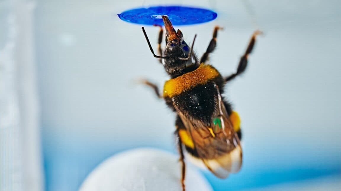 Bumblebees Crack Problems Without Instructions—Here's How