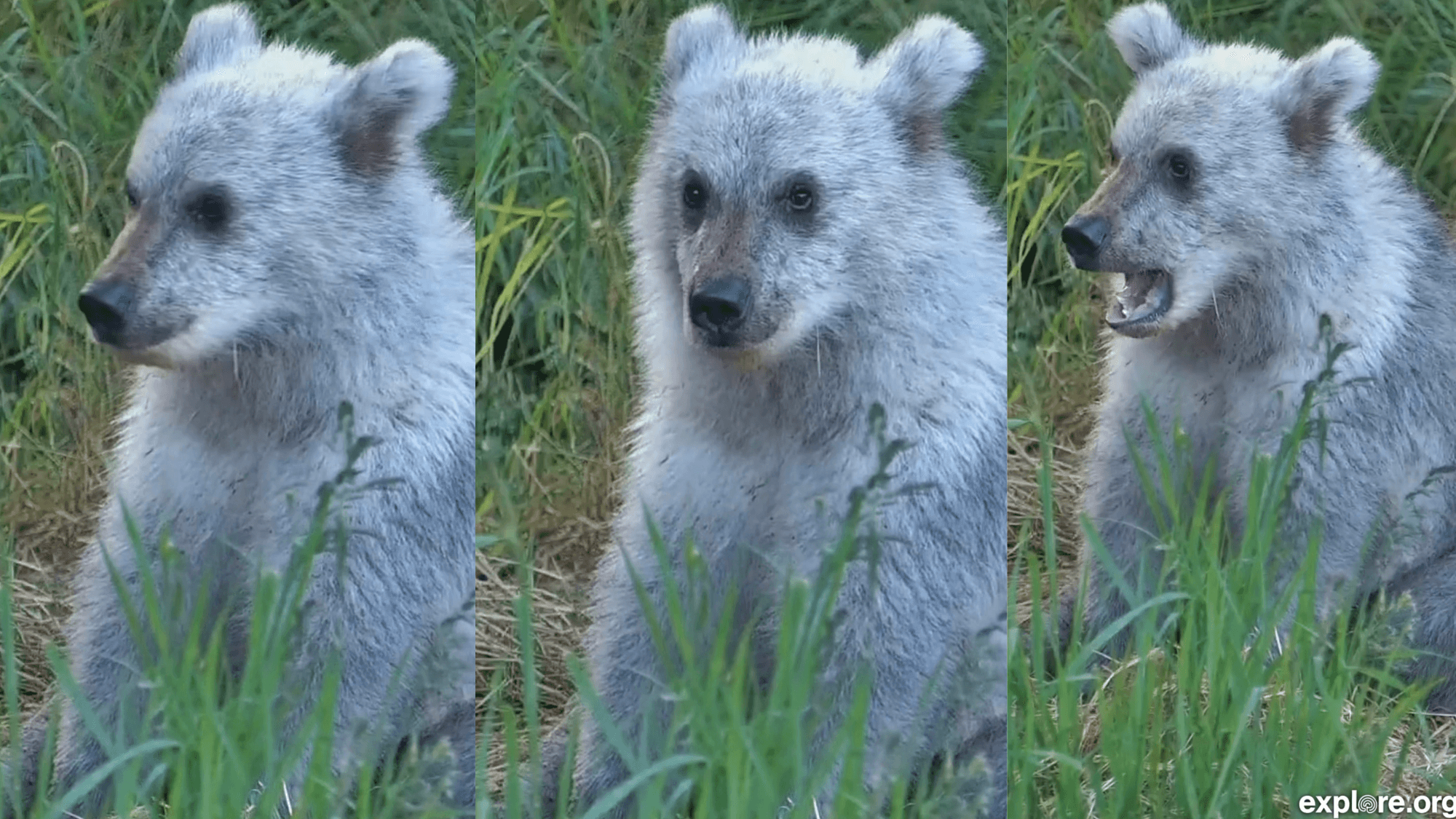 Rare Silver Bear Cub Charms Katmai Wildlife Watchers
