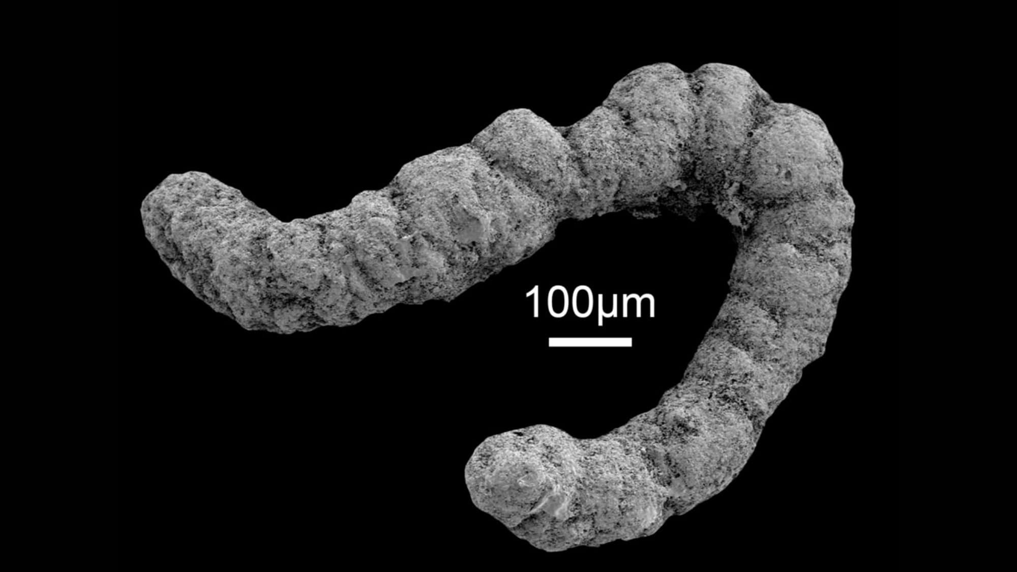 Ancient Poop Kickstarted Complex Life on Earth