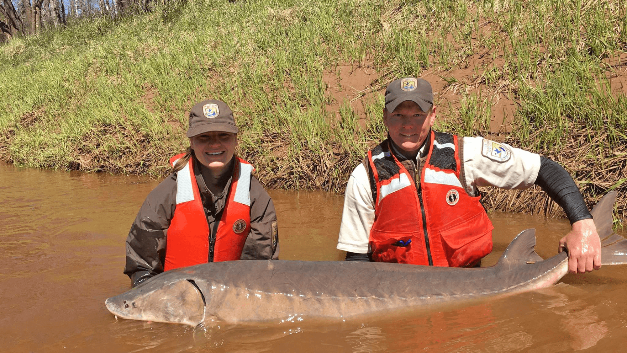 Ancient Sturgeon Still Swimming Through Great Lakes
