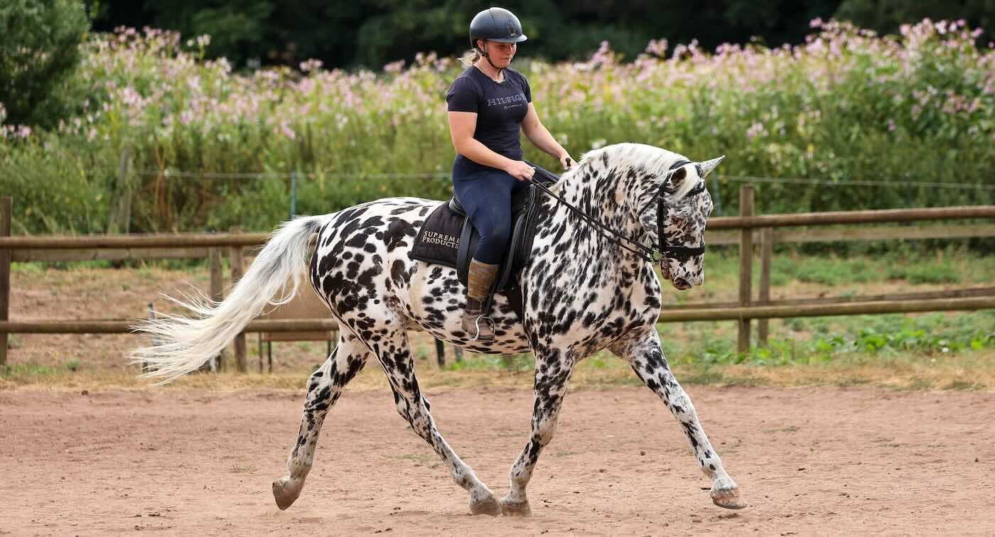 Blind Horse Finds New Way Forward in Dressage Ring