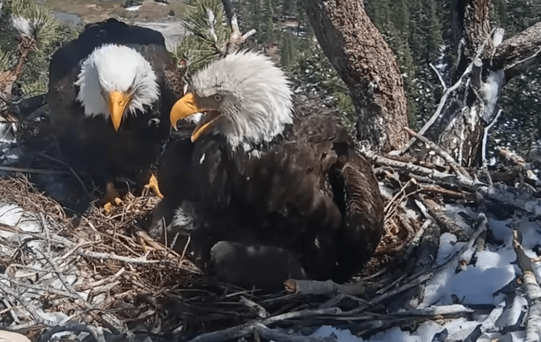 Eagles Jackie and Shadow soar past $10M fundraising goal