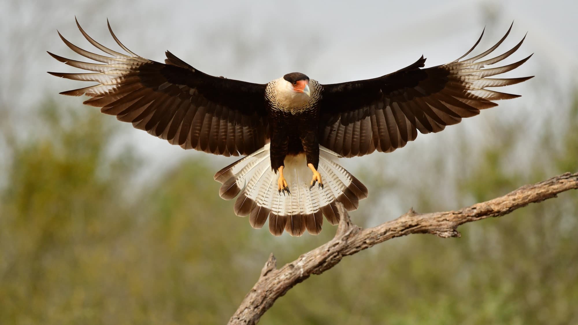 Why Nature Never Built Elephant-Sized Birds