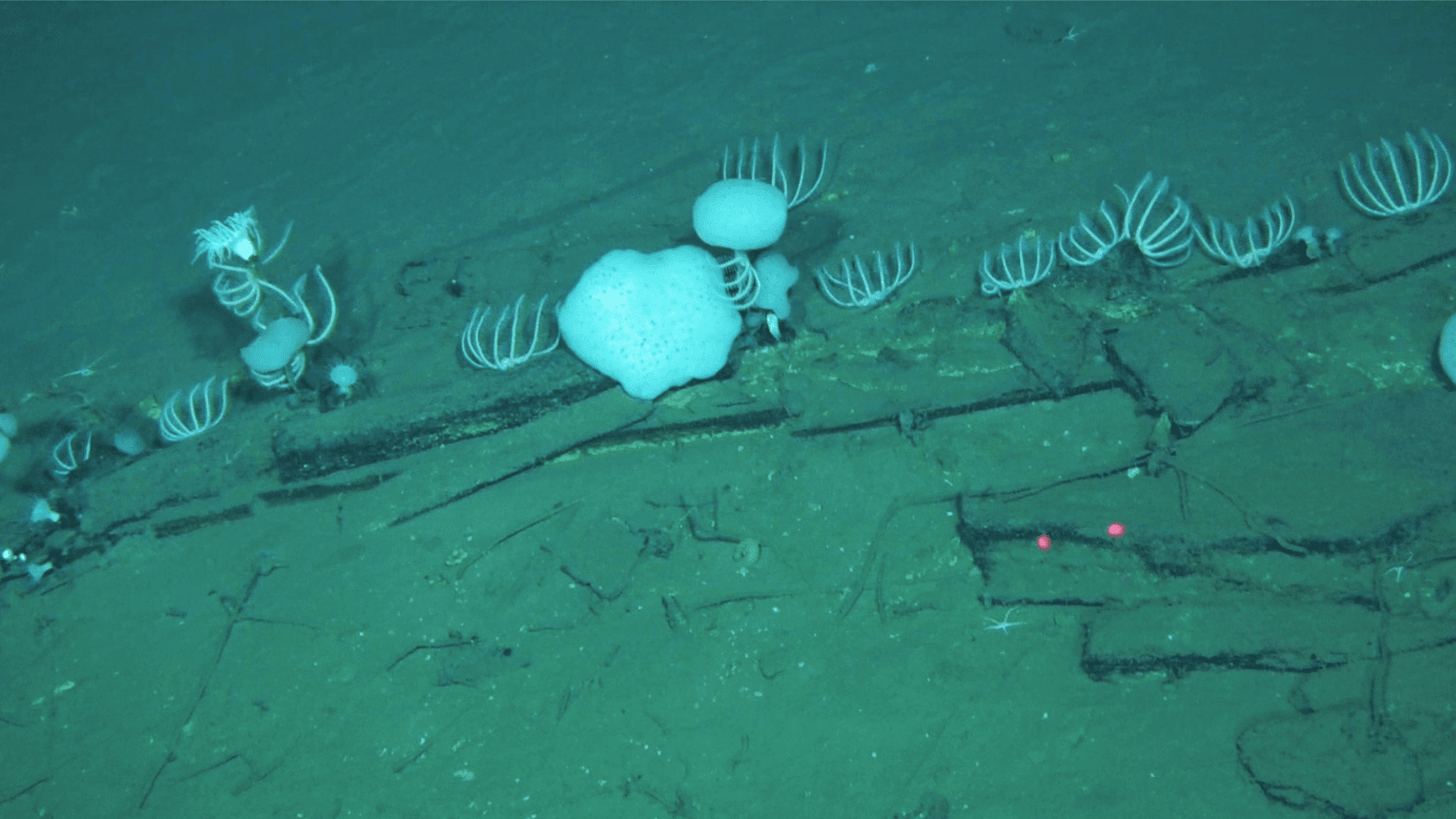 Vast Whale Graveyard Rewrites Ocean History