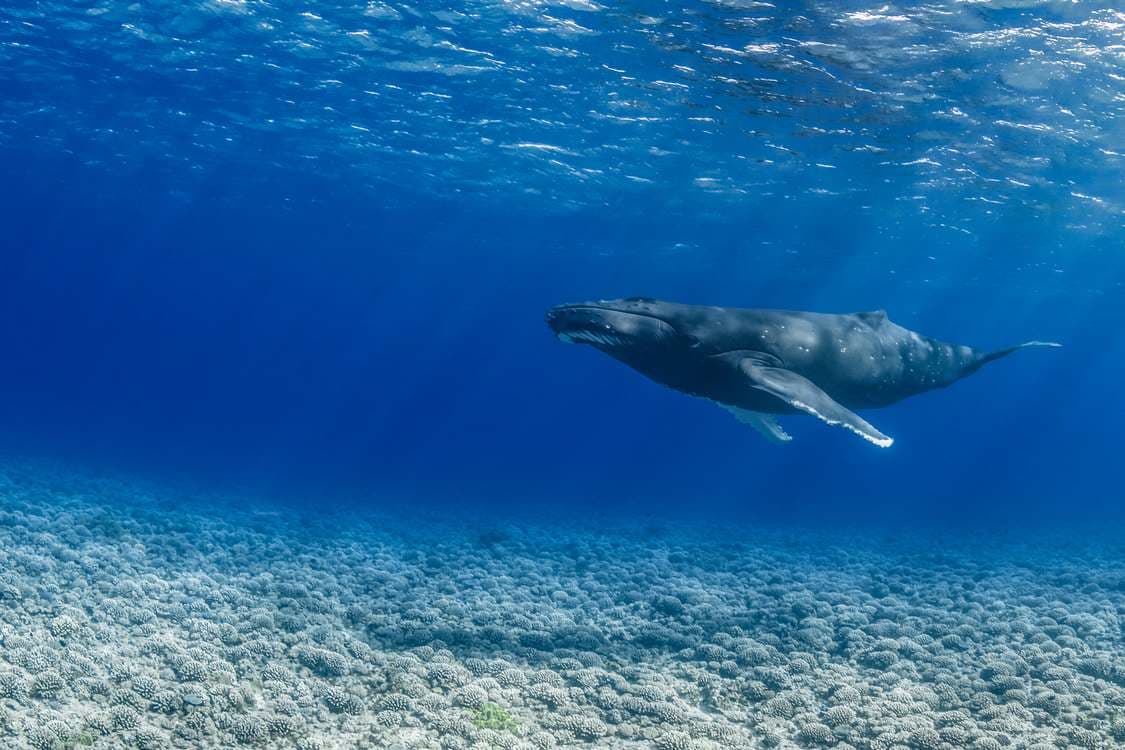 French Polynesia Protects Vast Ocean Sanctuary