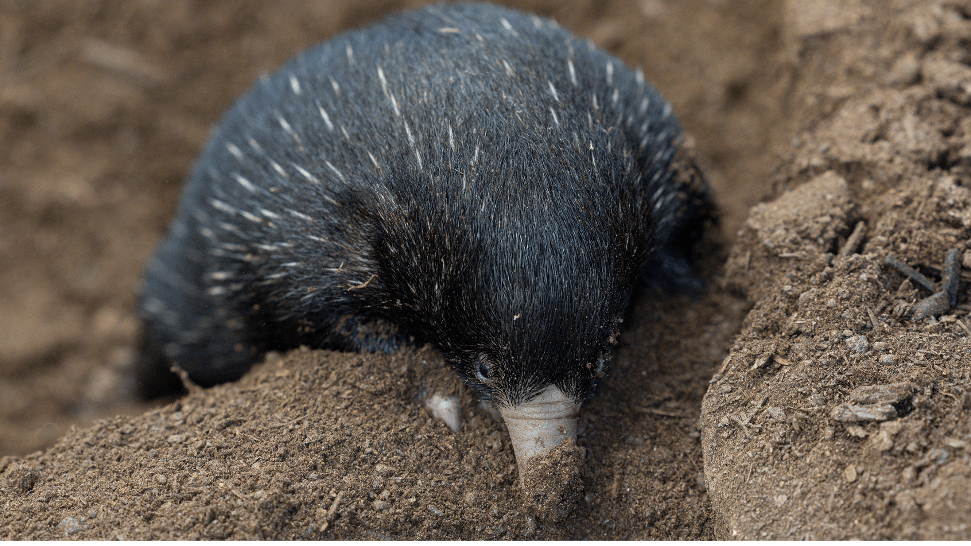 Tiny echidna twins bring big joy to San Diego Zoo