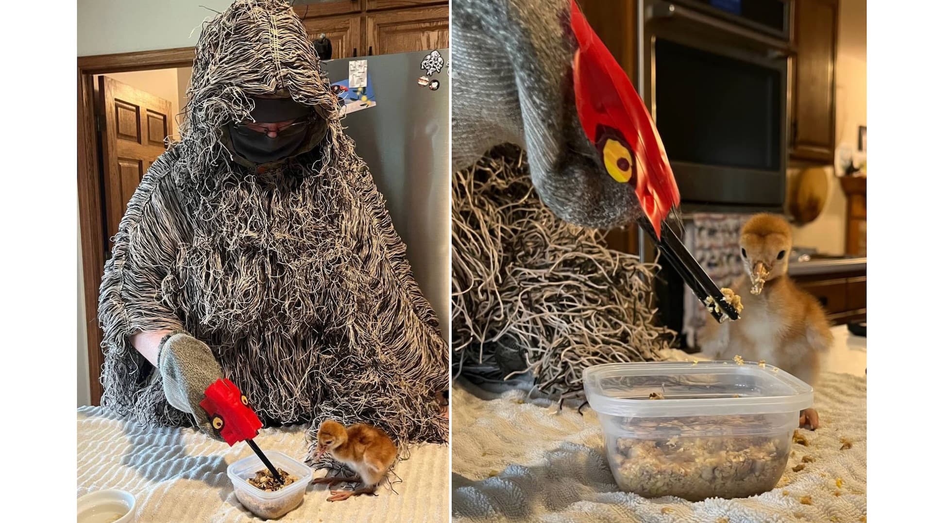 Creative Caretaker Nurtures Orphaned Sandhill Cranes to Independence
