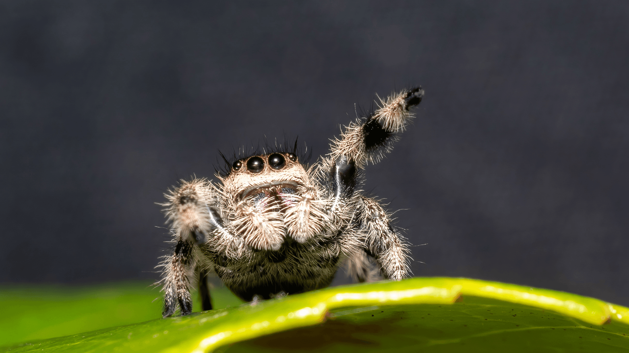 Jumping Spiders Could Revolutionize 3D Camera Technology