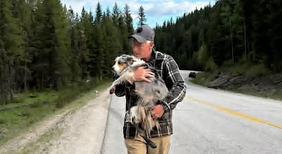Community Comes Together to Reunite Lost Dog with Family