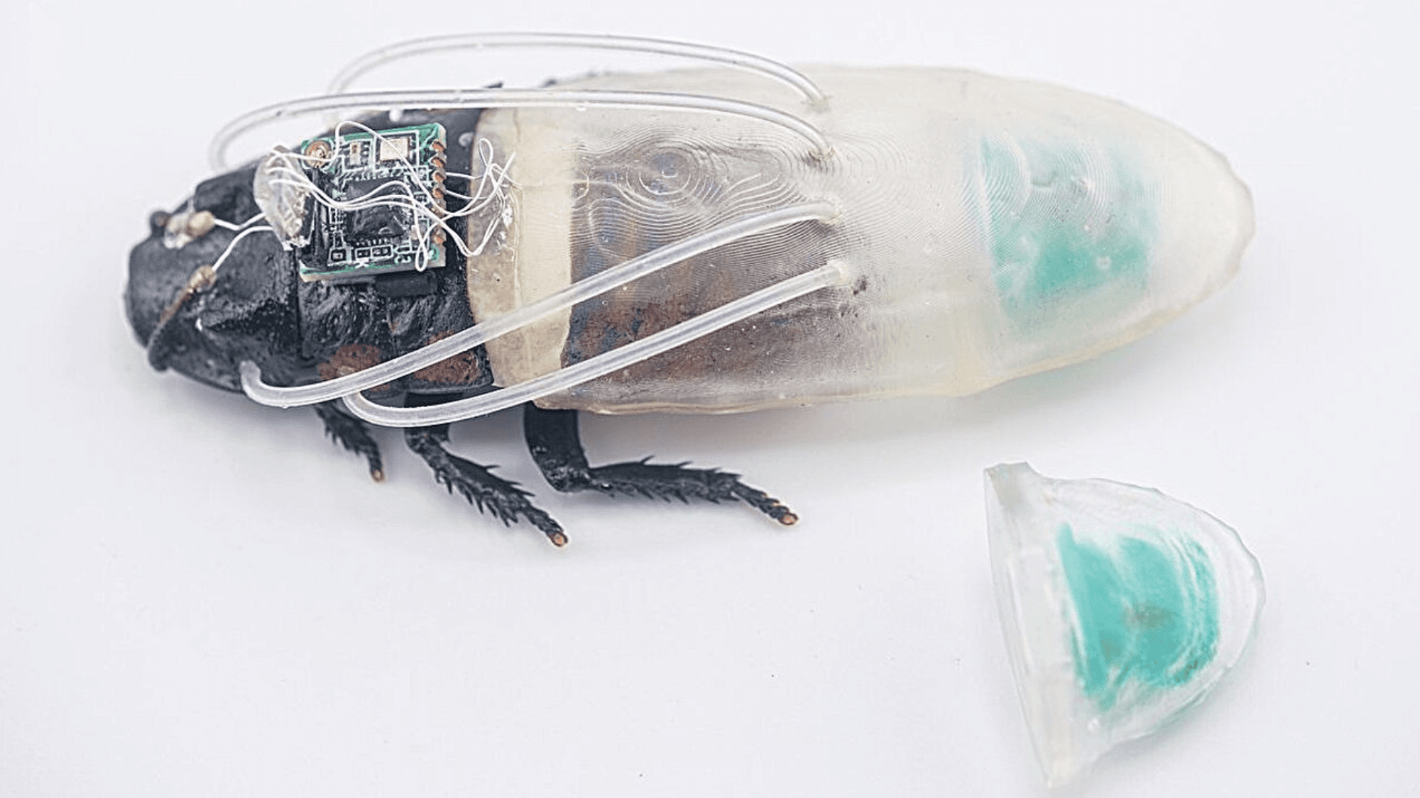Cyborg Cockroach Cracks Three-Hour Underwater Record