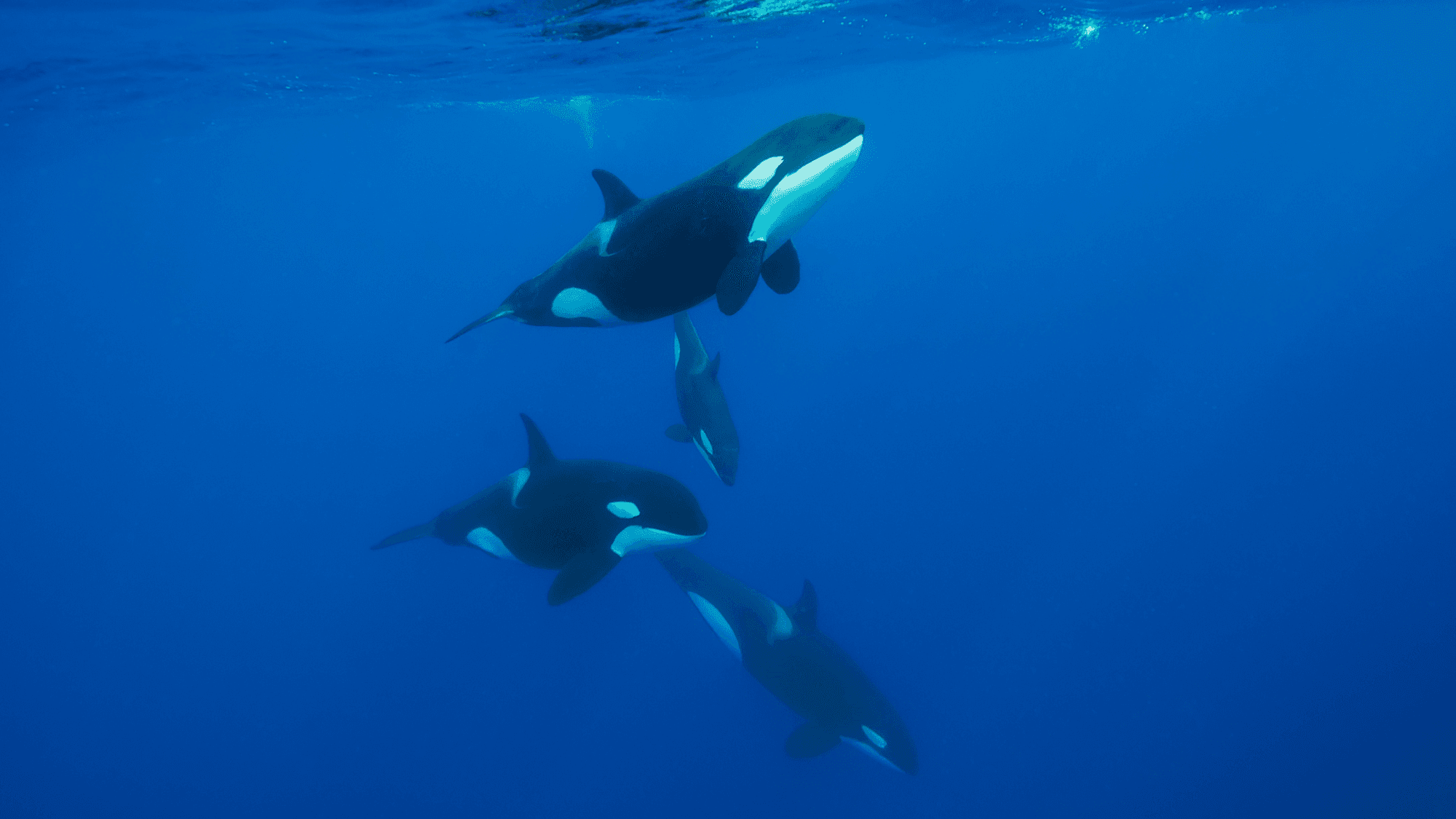 Orcas Weaponize Sunfish Into Bite-Sized Pieces