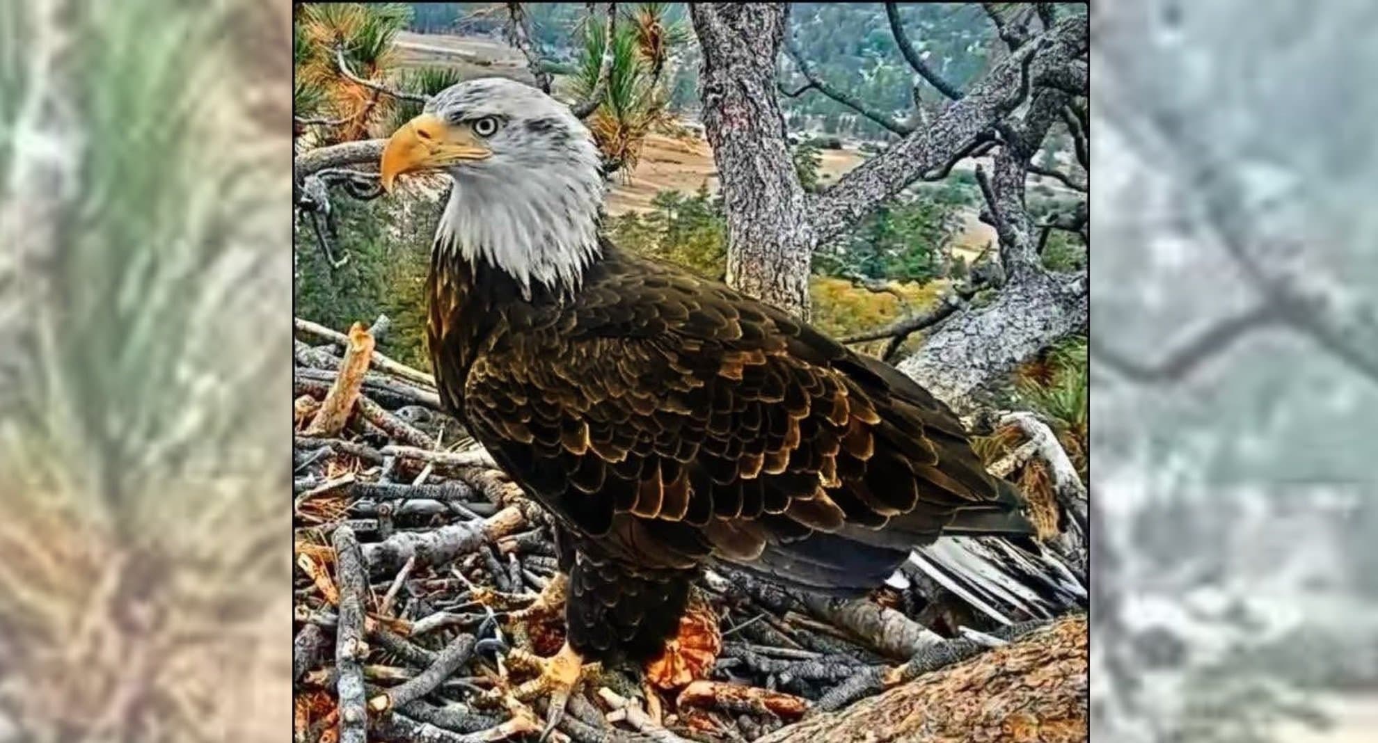 Eagle Pair Shadow and Kaydee Spotted Soaring Together