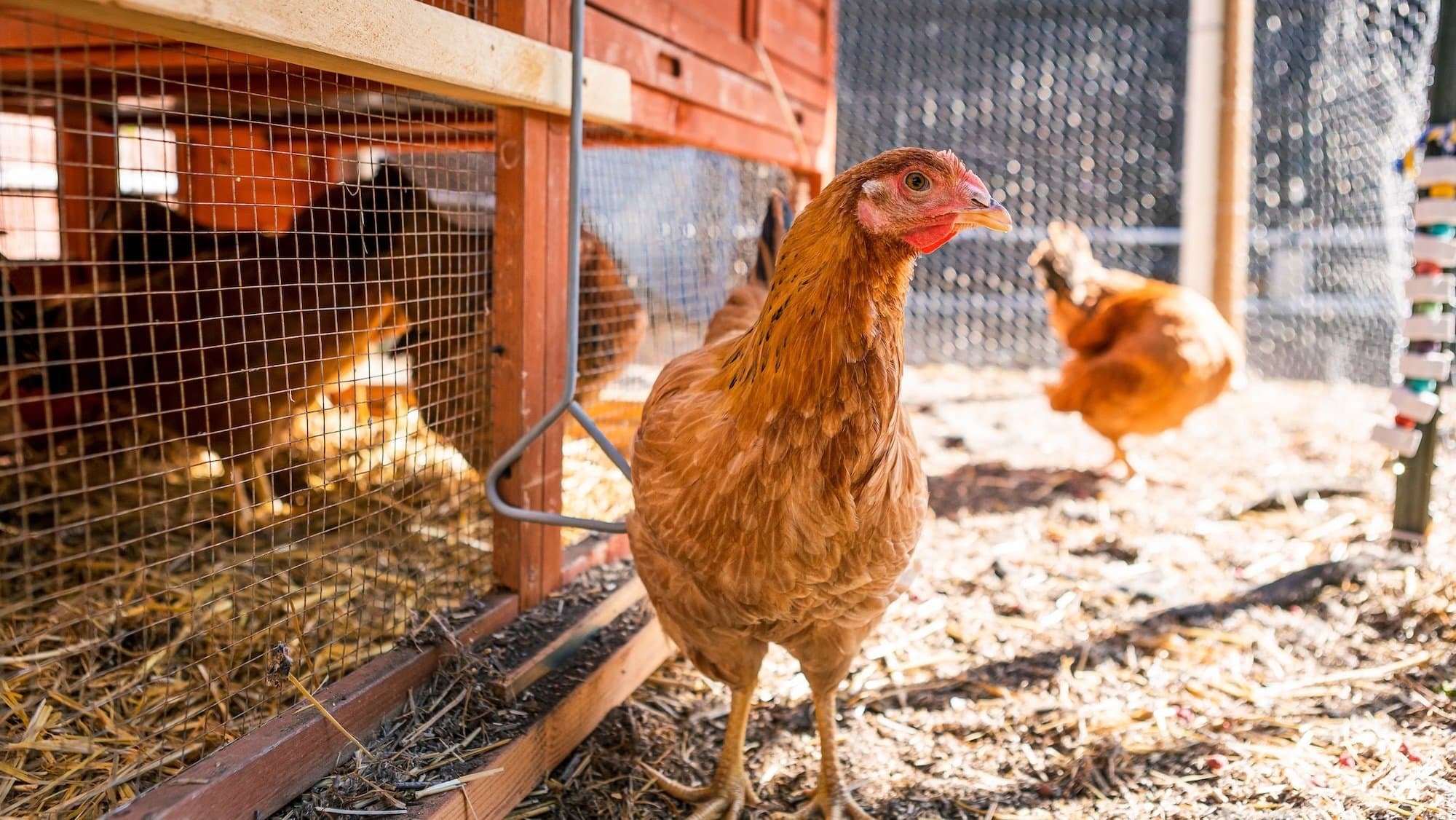 Fresh Eggs at Home: Your Backyard Chicken Guide