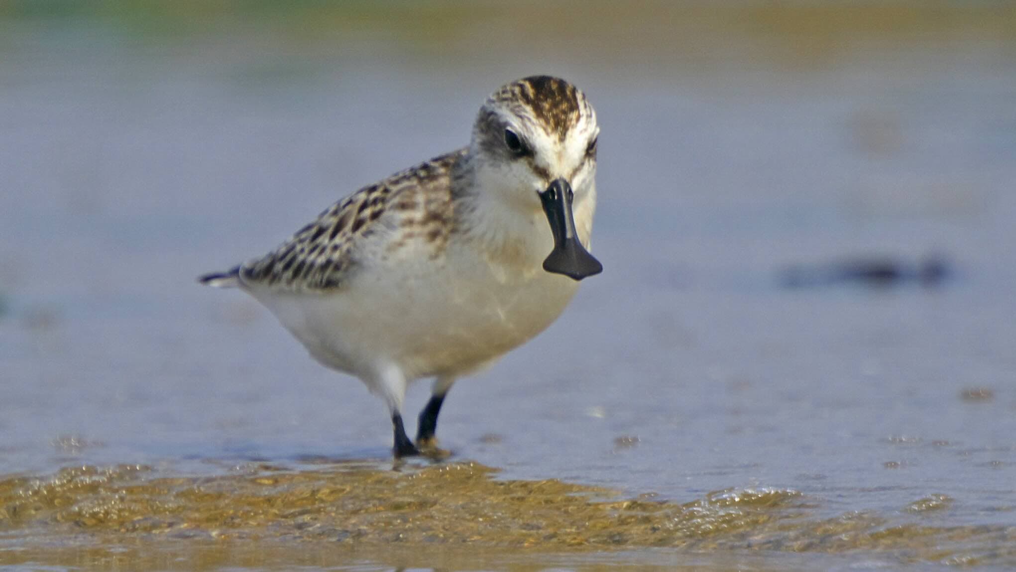 Community Voices Protect Endangered Spoonbills from Highway Project