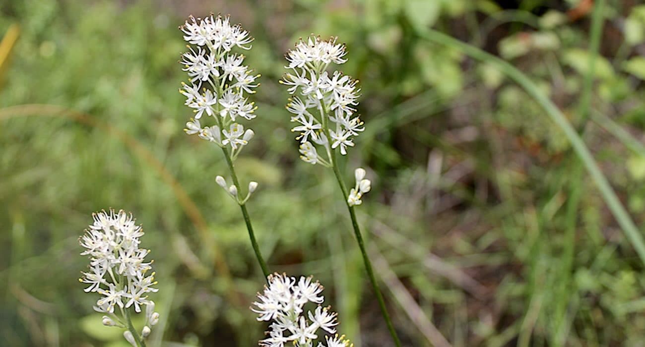 Hidden in Plain Sight: New Jersey's Secret Wildflower