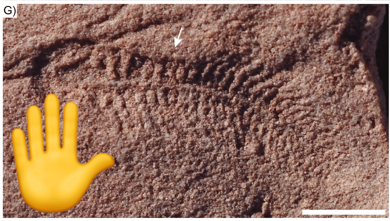 Ancient Worm Fossil Rewrites History of Handedness