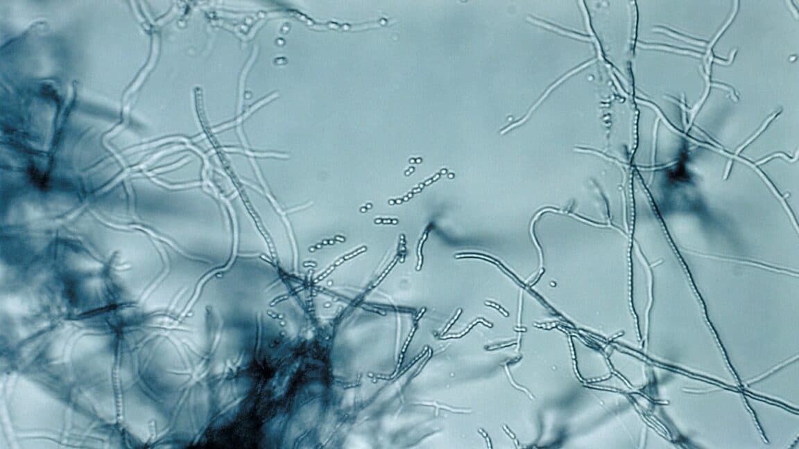 Scientists Unlock Antibiotic "Megacluster" to Defeat Superbugs