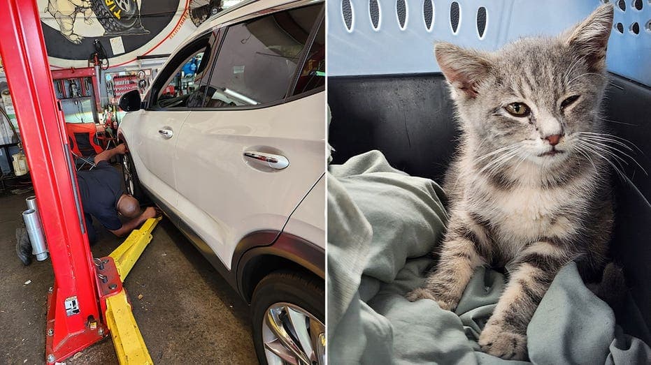 Stray pet gets second chance after unexpected hundred-mile journey
