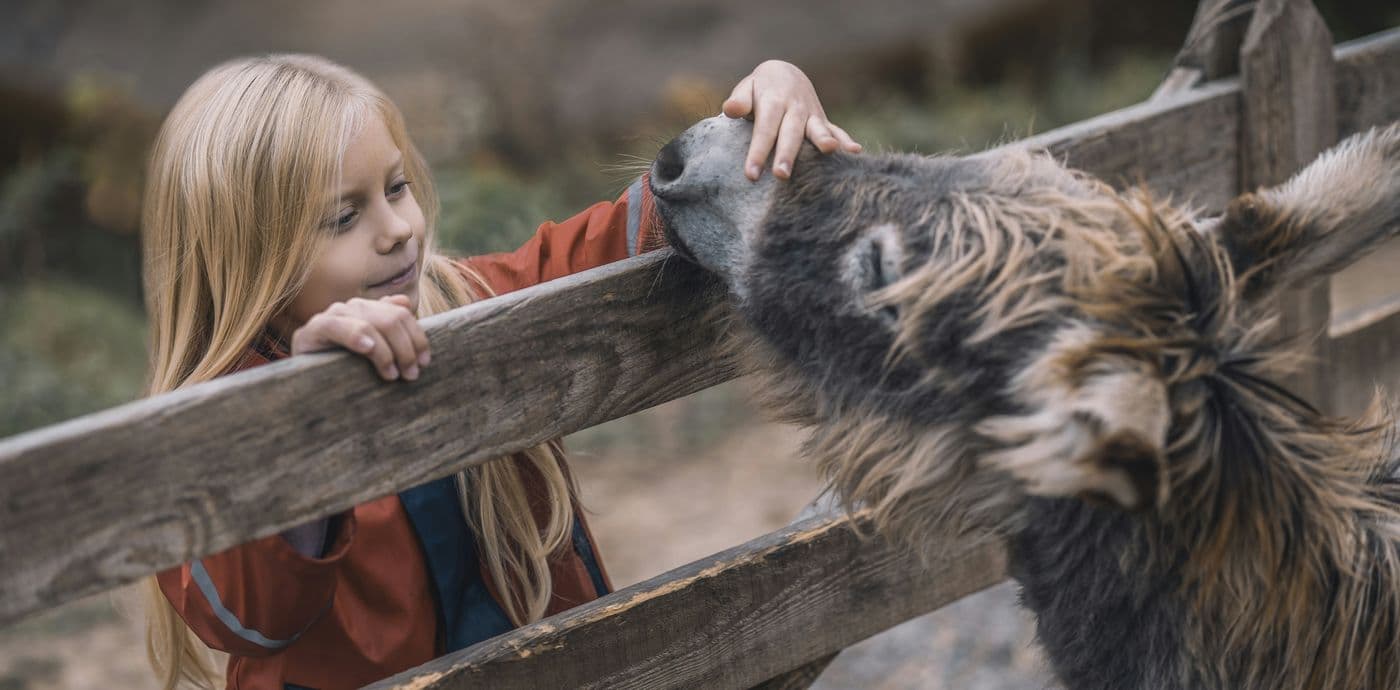 Therapy Donkeys Transform Lives at French Hospital