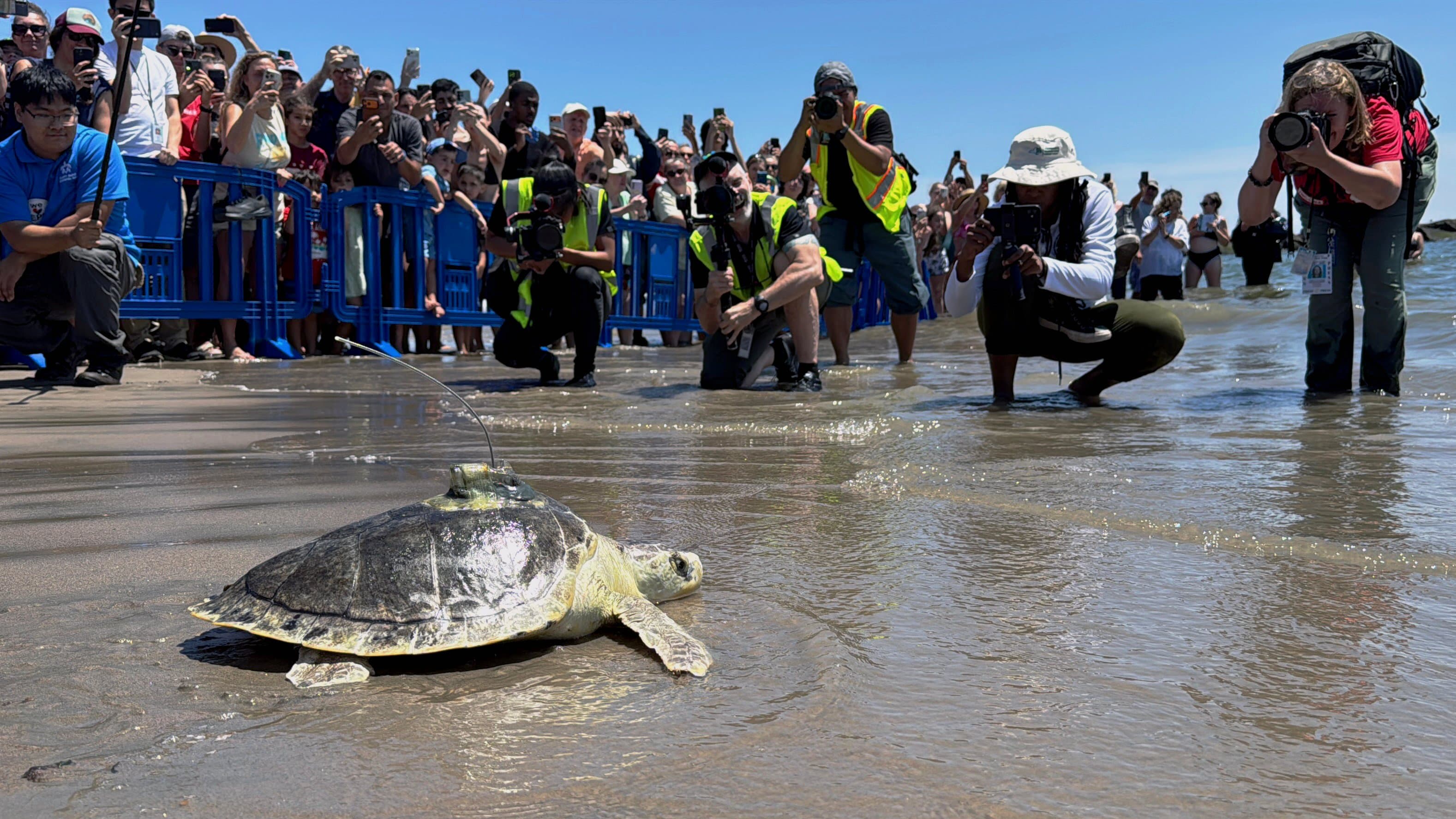 Pancake the Turtle Swims Home Again