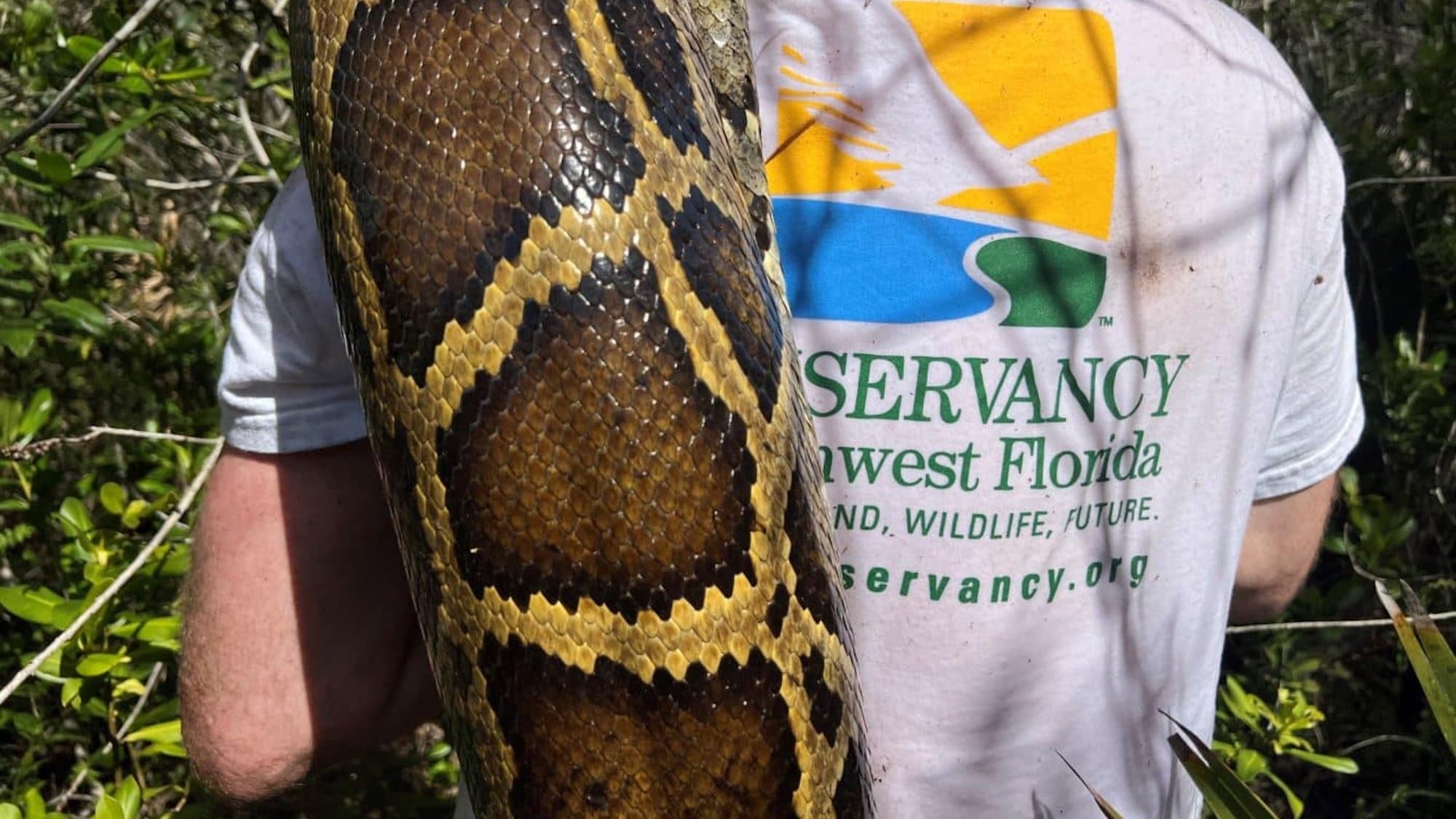 Florida Swamp Gets 8,000 Pounds Lighter Thanks to Snake Hunters