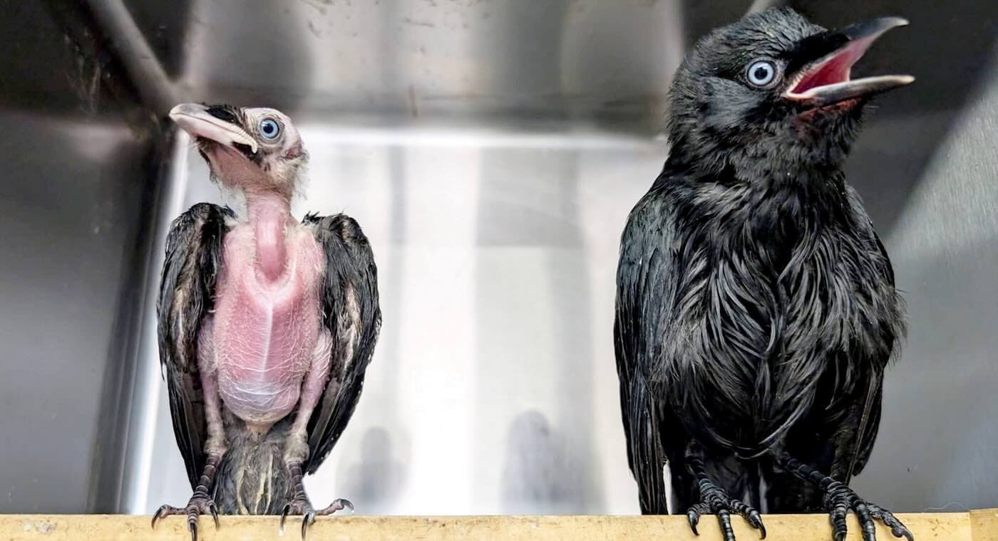 Jackdaw Becomes Unlikely Mentor to Struggling Chick