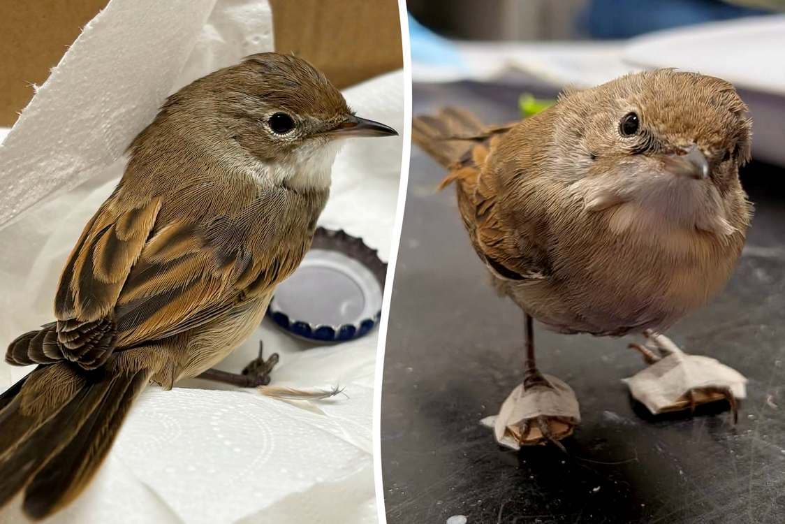 Tiny custom casts give injured bird a second chance