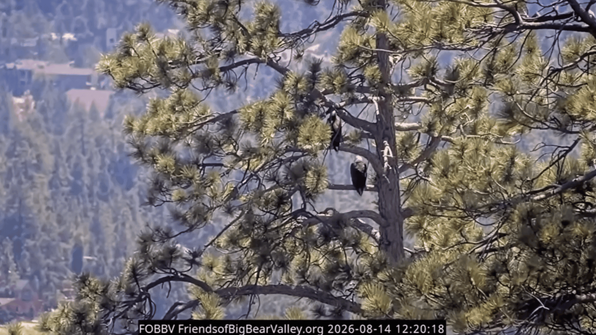 Bald eagles Shadow and KD1 share a beautiful morning duet