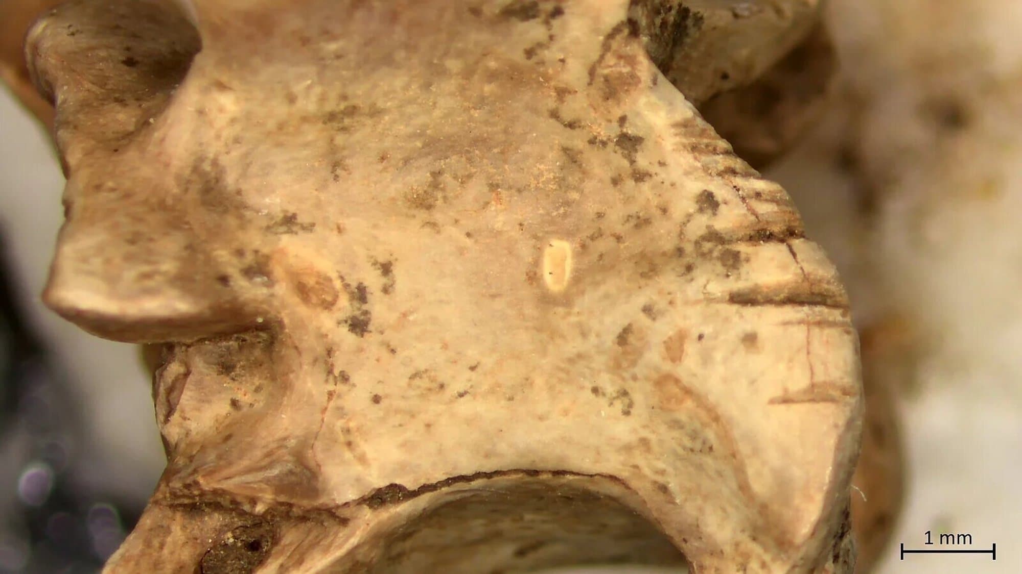 Ancient desert dwellers mastered reptile butchering 15,000 years ago