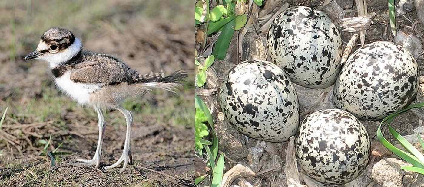 Builder Pauses Project to Protect Killdeer Family