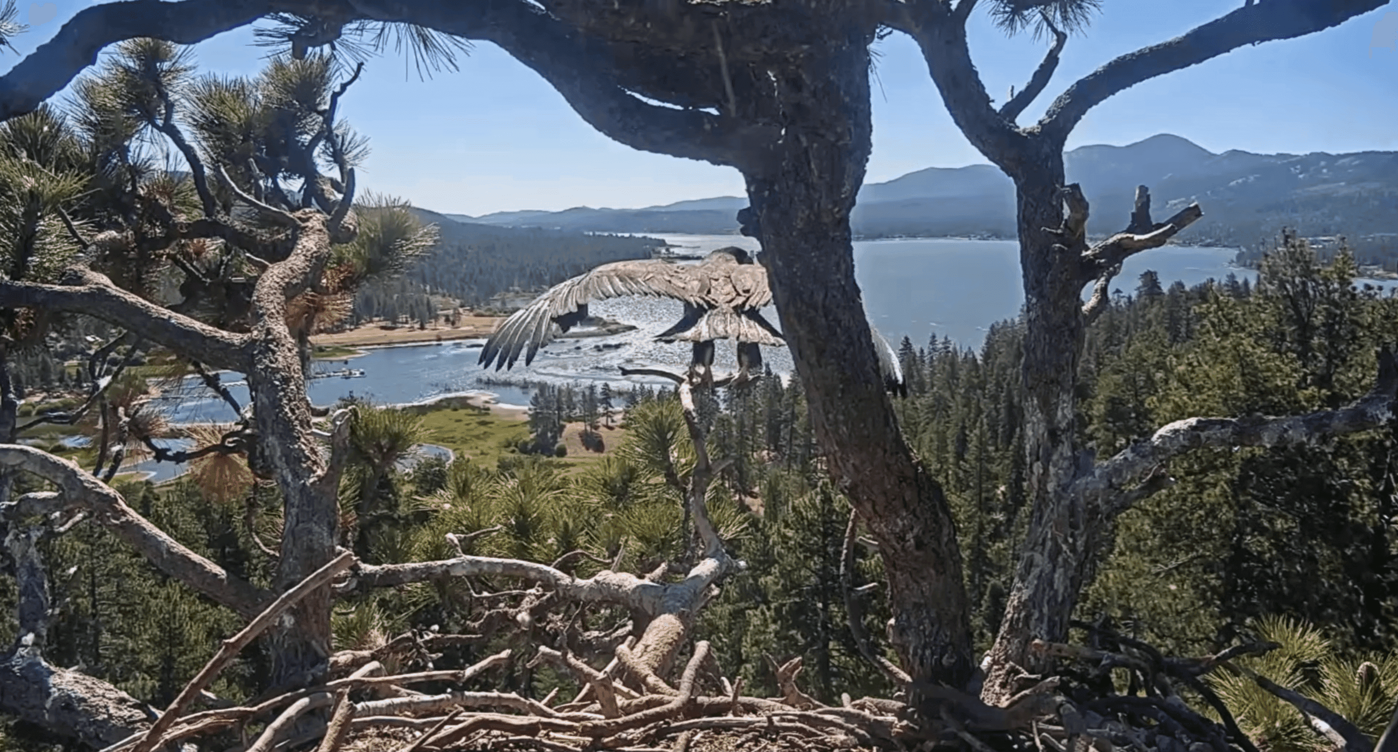 Luna the eaglet spreads her wings with dad cheering on