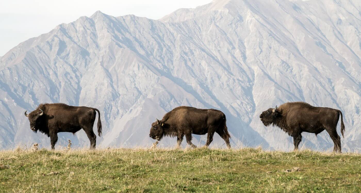 From One Bison to 25: Species Makes Stunning Comeback